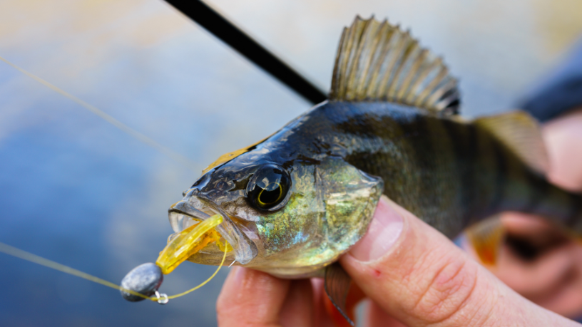 Paciência, silêncio e contato com a água fazem da pesca uma poderosa terapia natural, comenta Joel Alves.